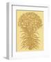 Lilies 19-Botanical Series-Framed Art Print