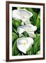 Lilies, 2002-Catherine Abel-Framed Giclee Print