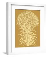 Lilies 20-Botanical Series-Framed Art Print