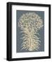 Lilies 2-Botanical Series-Framed Art Print