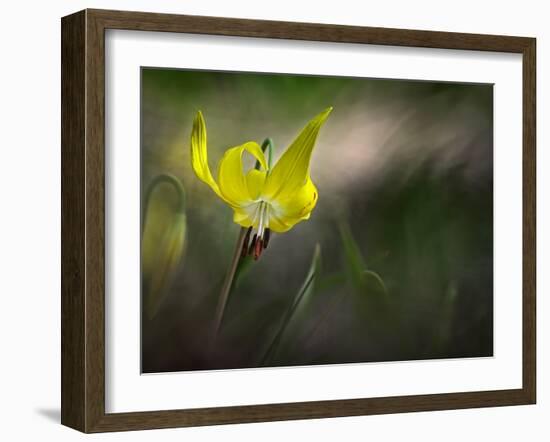 Lilies 2-Ursula Abresch-Framed Photographic Print