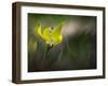 Lilies 2-Ursula Abresch-Framed Photographic Print