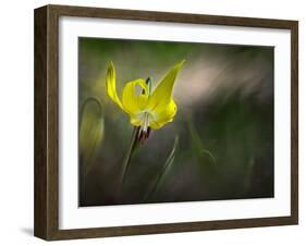 Lilies 2-Ursula Abresch-Framed Photographic Print