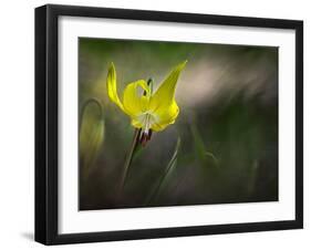 Lilies 2-Ursula Abresch-Framed Photographic Print