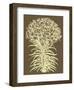 Lilies 3-Botanical Series-Framed Art Print