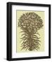 Lilies 4-Botanical Series-Framed Art Print
