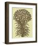 Lilies 4-Botanical Series-Framed Art Print