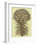 Lilies 4-Botanical Series-Framed Art Print