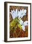 Lilies Against a Patterned Fabric-Joan Thewsey-Framed Giclee Print