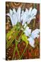 Lilies Against a Patterned Fabric-Joan Thewsey-Stretched Canvas