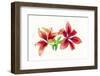 Lilies against white background-Panoramic Images-Framed Photographic Print