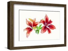 Lilies against white background-Panoramic Images-Framed Photographic Print