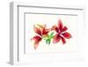 Lilies against white background-Panoramic Images-Framed Photographic Print