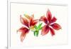 Lilies against white background-Panoramic Images-Framed Photographic Print