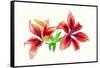 Lilies against white background-Panoramic Images-Framed Stretched Canvas