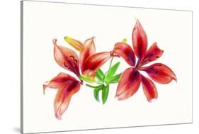 Lilies against white background-Panoramic Images-Stretched Canvas