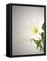 Lilies, Blossoms, Flower-Nikky Maier-Framed Stretched Canvas