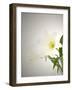 Lilies, Blossoms, Flower-Nikky Maier-Framed Photographic Print