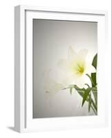 Lilies, Blossoms, Flower-Nikky Maier-Framed Photographic Print