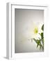 Lilies, Blossoms, Flower-Nikky Maier-Framed Photographic Print