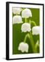 Lilies, Convallaria Majalis, Detail, Blooms, Series, Plant, Flowers, Lily-Plants, May-Flower, Prime-Herbert Kehrer-Framed Photographic Print