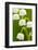 Lilies, Convallaria Majalis, Detail, Blooms, Series, Plant, Flowers, Lily-Plants, May-Flower, Prime-Herbert Kehrer-Framed Photographic Print