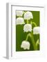 Lilies, Convallaria Majalis, Detail, Blooms, Series, Plant, Flowers, Lily-Plants, May-Flower, Prime-Herbert Kehrer-Framed Photographic Print