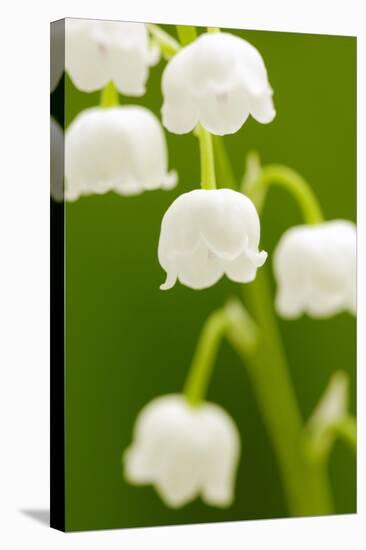 Lilies, Convallaria Majalis, Detail, Blooms, Series, Plant, Flowers, Lily-Plants, May-Flower, Prime-Herbert Kehrer-Stretched Canvas