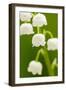 Lilies, Convallaria Majalis, Detail, Blooms, Series, Plant, Flowers, Lily-Plants, May-Flower, Prime-Herbert Kehrer-Framed Photographic Print