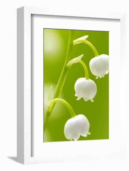 Lilies, Convallaria Majalis, Detail, Blooms, Series, Plant, Flowers, Lily-Plants, May-Flower, Prime-Herbert Kehrer-Framed Photographic Print