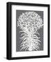 Lilies (Gray & Ivory)-Botanical Series-Framed Art Print