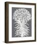 Lilies (Gray & Ivory)-Botanical Series-Framed Art Print