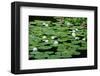 Lilies Heian Jingu ShrineKyoto-null-Framed Art Print