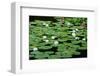 Lilies Heian Jingu ShrineKyoto-null-Framed Art Print