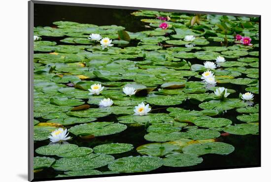 Lilies Heian Jingu ShrineKyoto-null-Mounted Art Print