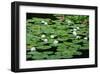 Lilies Heian Jingu ShrineKyoto-null-Framed Art Print