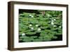 Lilies Heian Jingu ShrineKyoto-null-Framed Art Print