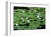 Lilies Heian Jingu ShrineKyoto-null-Framed Art Print