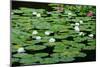 Lilies Heian Jingu ShrineKyoto-null-Mounted Art Print