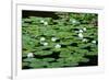 Lilies Heian Jingu ShrineKyoto-null-Framed Art Print