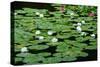 Lilies Heian Jingu ShrineKyoto-null-Stretched Canvas