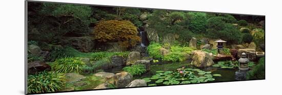 Lilies in a Pond at Japanese Garden, University of California, Los Angeles, California, USA-null-Mounted Photographic Print