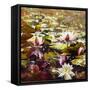 Lilies in Melbourne gardens-Mary Smith-Framed Stretched Canvas