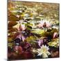 Lilies in Melbourne gardens-Mary Smith-Mounted Giclee Print