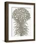 Lilies (Ivory & Burlap)-Botanical Series-Framed Art Print