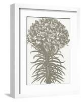 Lilies (Ivory & Burlap)-Botanical Series-Framed Art Print