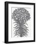 Lilies (Ivory & Gray)-Botanical Series-Framed Art Print