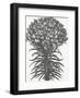 Lilies (Ivory & Ink)-Botanical Series-Framed Art Print