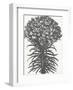 Lilies (Ivory & Ink)-Botanical Series-Framed Art Print