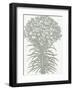 Lilies (Ivory & Sage)-Botanical Series-Framed Art Print